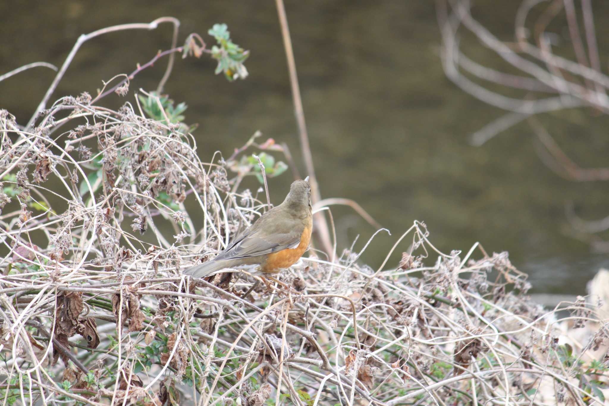 Photo of Brown-headed Thrush at 近所の川 by Kazu N