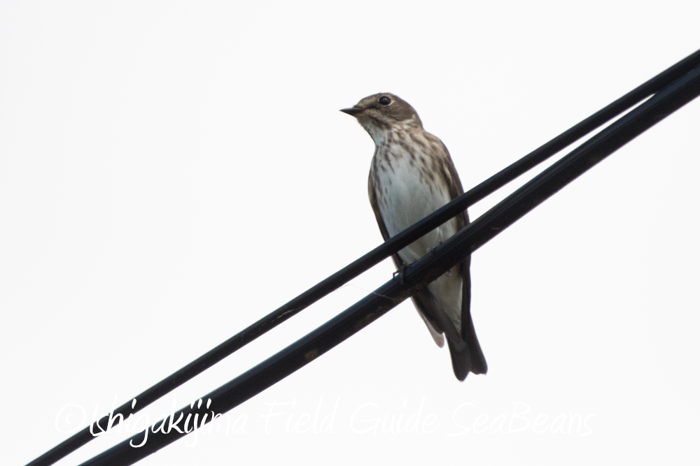 Photo of Grey-streaked Flycatcher at Ishigaki Island by 石垣島バードウオッチングガイドSeaBeans