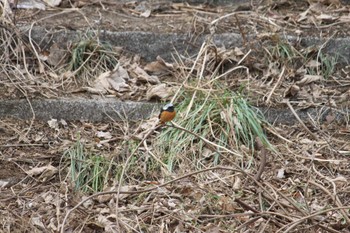 Daurian Redstart 近所の川 Sat, 2/17/2024