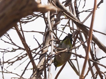 Warbling White-eye Asahiyama Memorial Park Mon, 4/22/2024