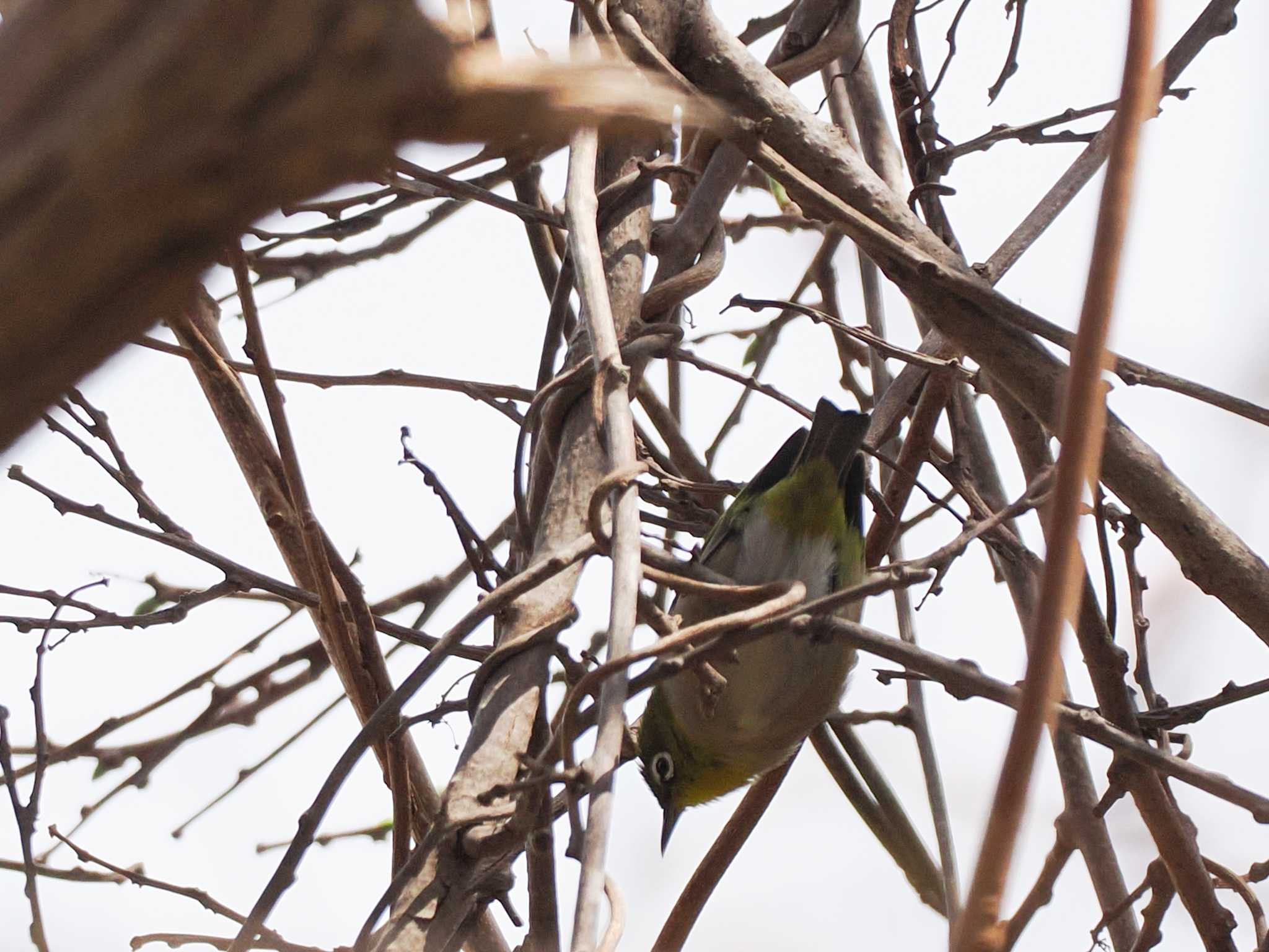 Warbling White-eye