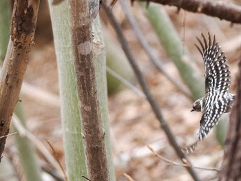 Japanese Pygmy Woodpecker(seebohmi) Asahiyama Memorial Park Mon, 4/22/2024