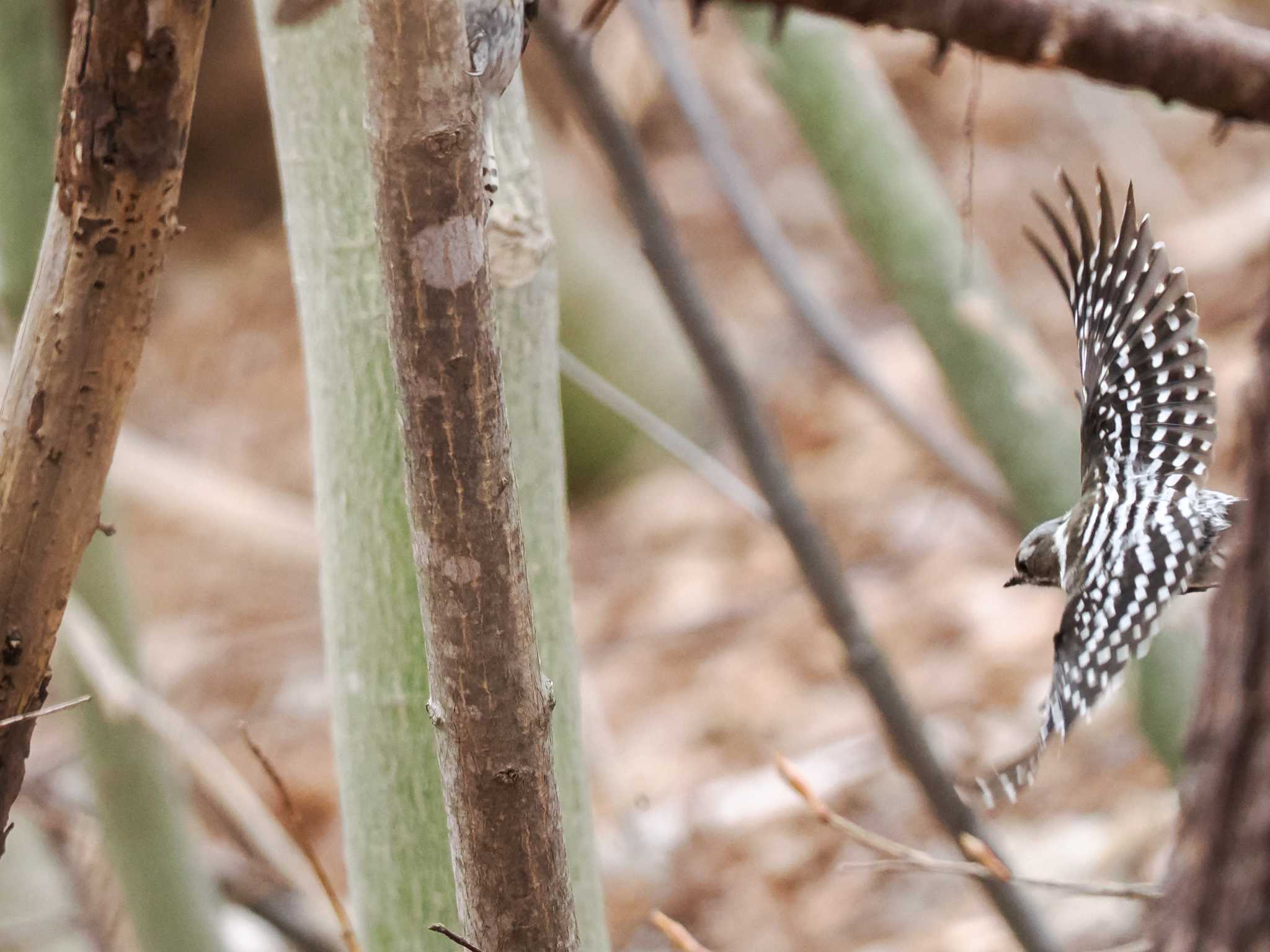 Japanese Pygmy Woodpecker(seebohmi)