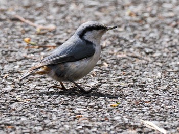 Eurasian Nuthatch(asiatica) Asahiyama Memorial Park Mon, 4/22/2024