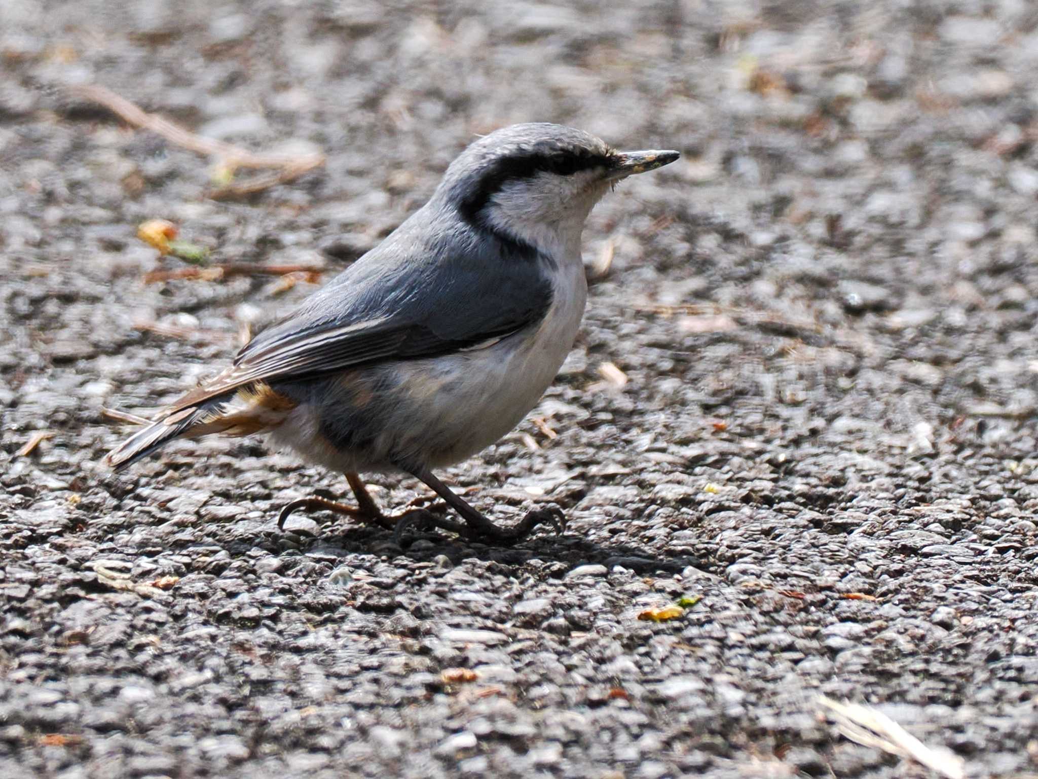 Eurasian Nuthatch(asiatica)