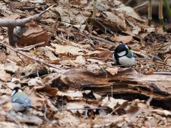 Japanese Tit Asahiyama Memorial Park Mon, 4/22/2024