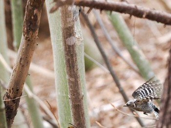 Japanese Pygmy Woodpecker(seebohmi) Asahiyama Memorial Park Mon, 4/22/2024