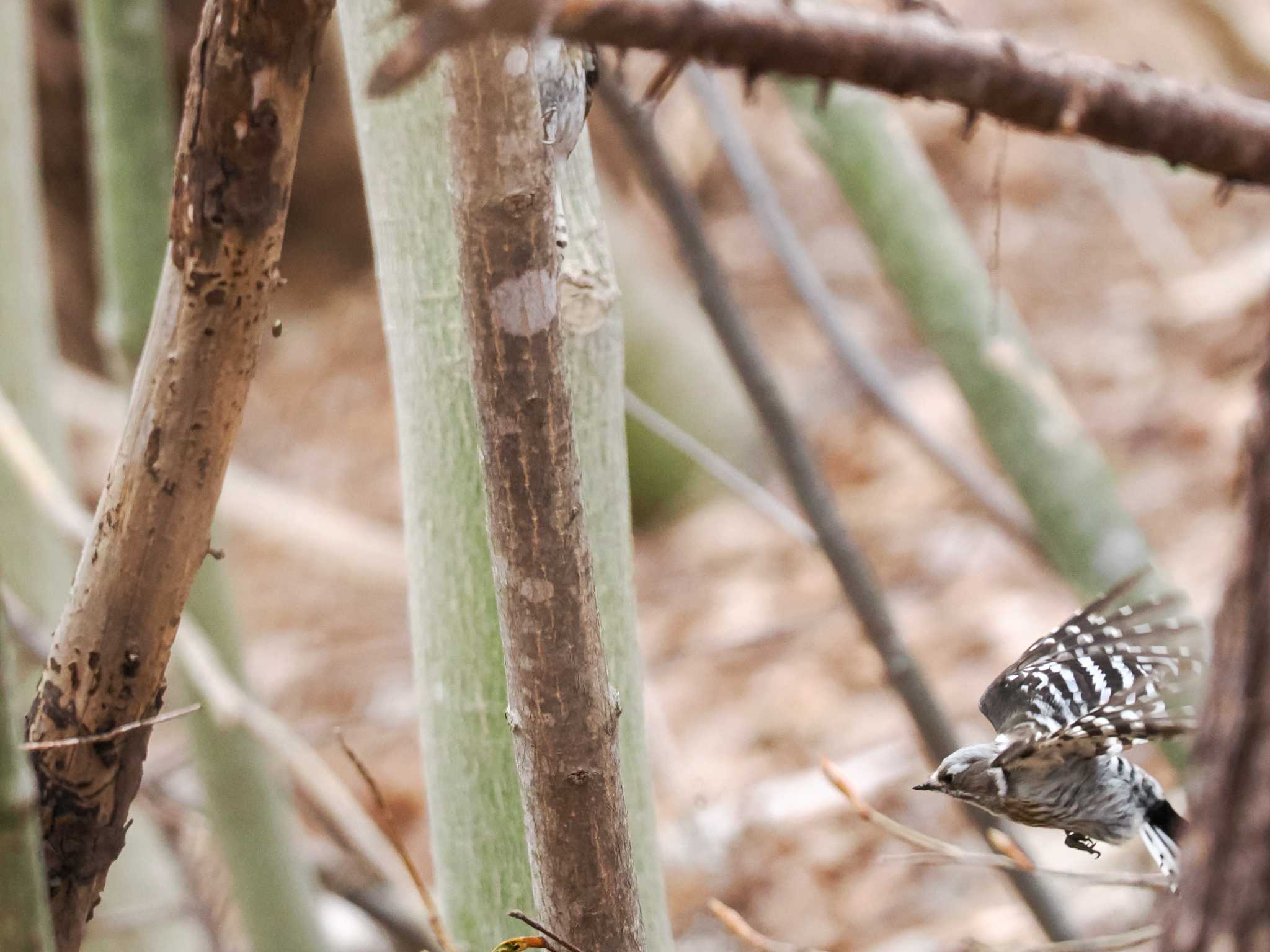 Photo of Japanese Pygmy Woodpecker(seebohmi) at Asahiyama Memorial Park by 98_Ark (98ｱｰｸ)