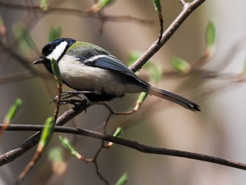 シジュウカラ 旭山記念公園 2024年4月22日(月)