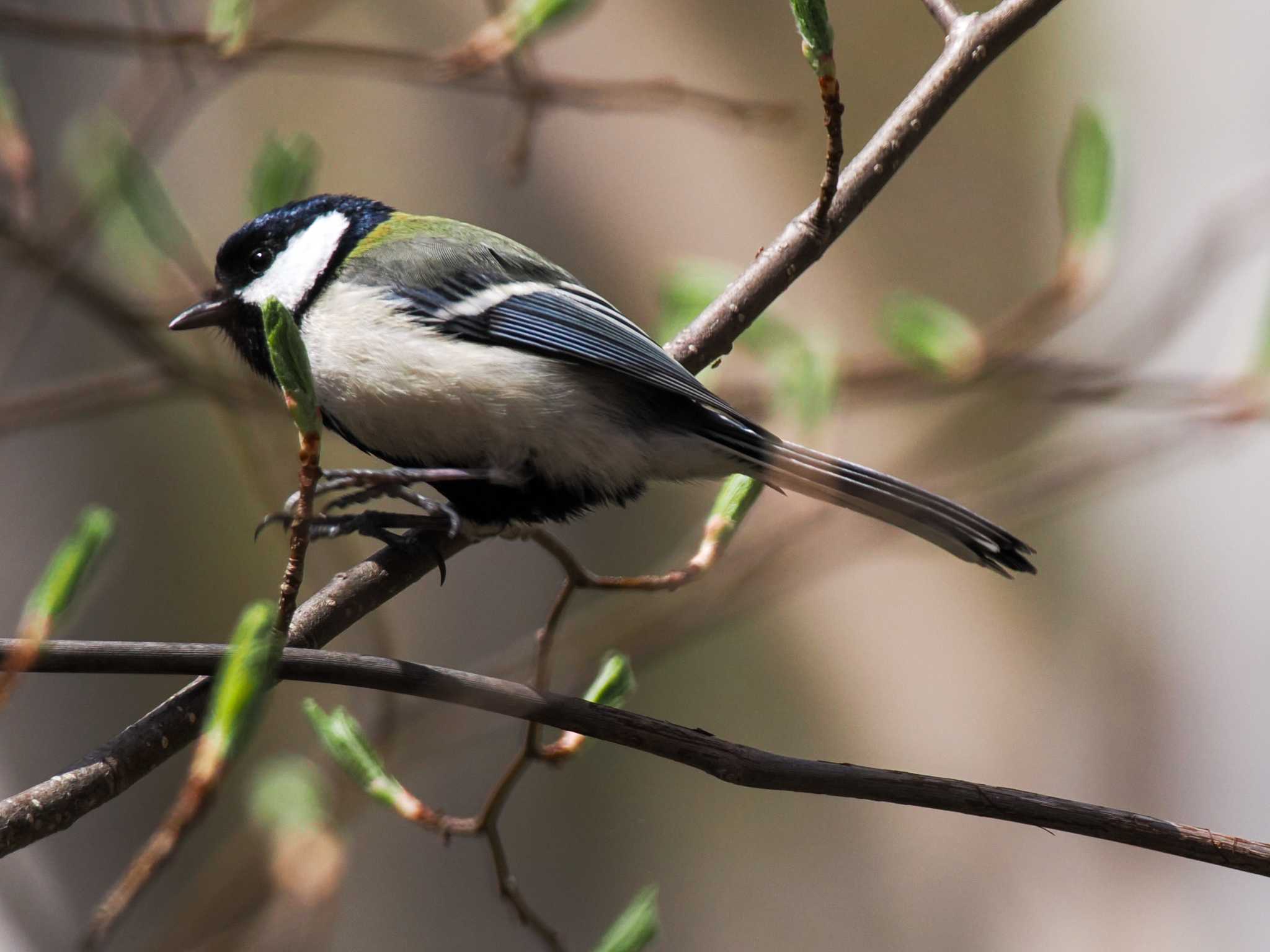 Photo of Japanese Tit at Asahiyama Memorial Park by 98_Ark (98ｱｰｸ)