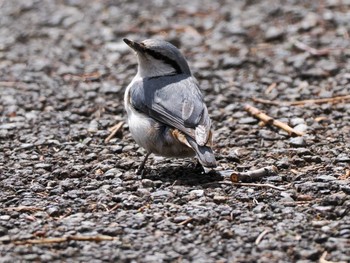 Eurasian Nuthatch(asiatica) Asahiyama Memorial Park Mon, 4/22/2024