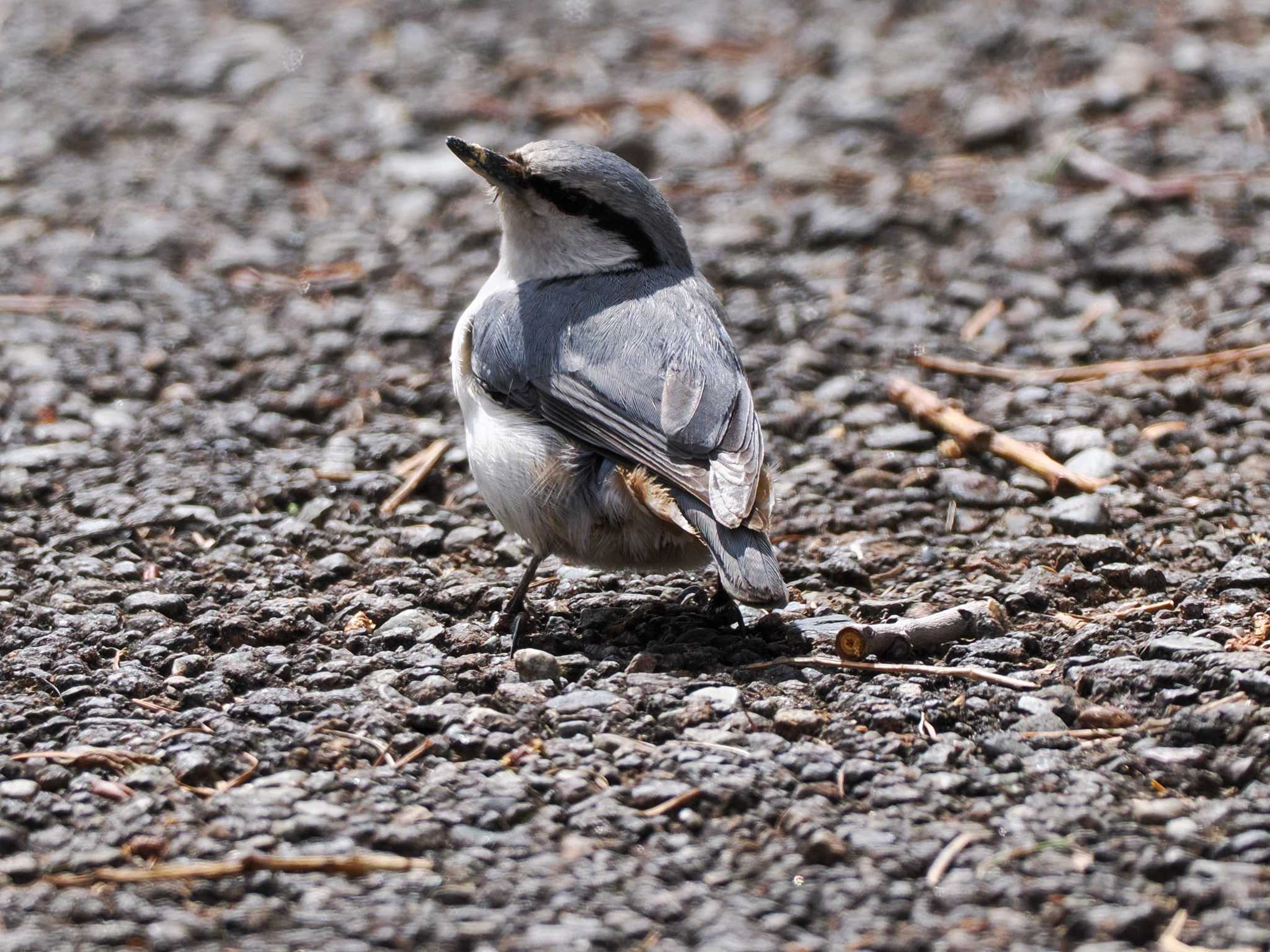 Eurasian Nuthatch(asiatica)