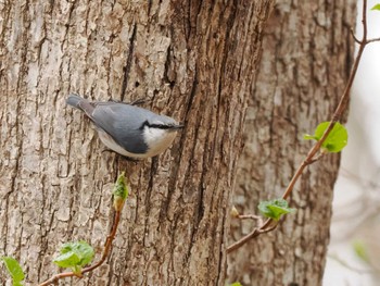 Eurasian Nuthatch(asiatica) Asahiyama Memorial Park Mon, 4/22/2024