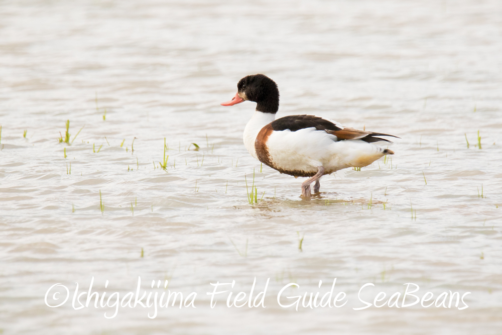 Common Shelduck