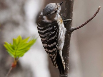 Japanese Pygmy Woodpecker(seebohmi) Asahiyama Memorial Park Mon, 4/22/2024