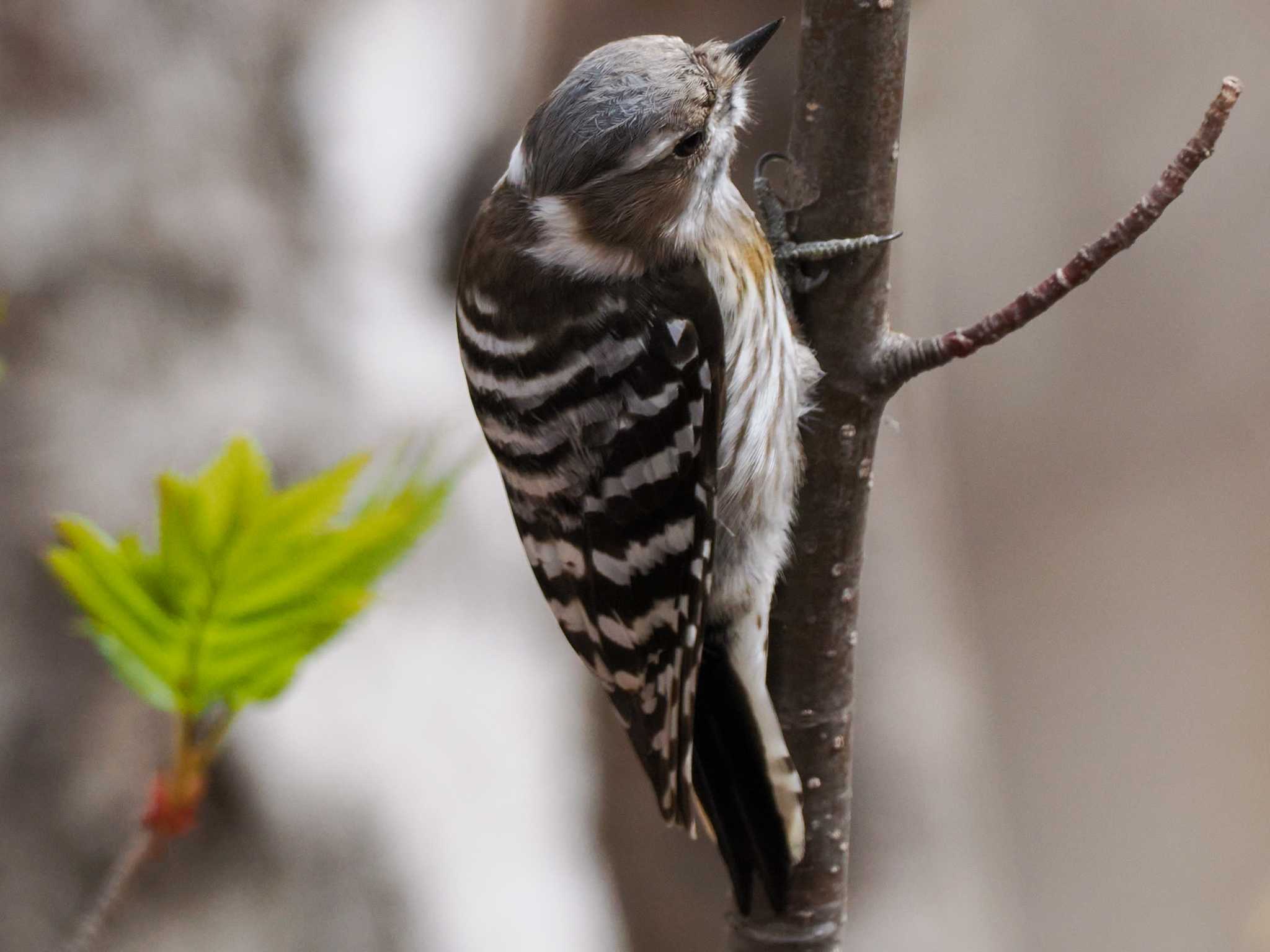 Japanese Pygmy Woodpecker(seebohmi)