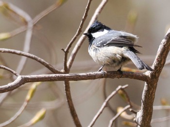 Coal Tit Asahiyama Memorial Park Mon, 4/22/2024