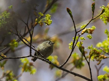 キクイタダキ 旭山記念公園 2024年4月22日(月)