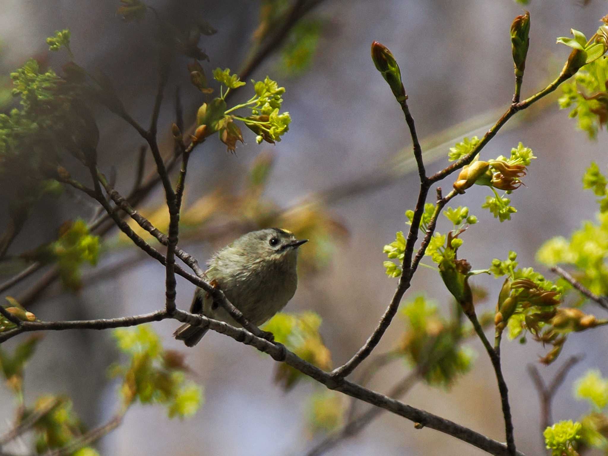 Photo of Goldcrest at Asahiyama Memorial Park by 98_Ark (98ｱｰｸ)