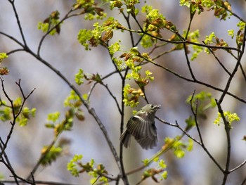 キクイタダキ 旭山記念公園 2024年4月22日(月)