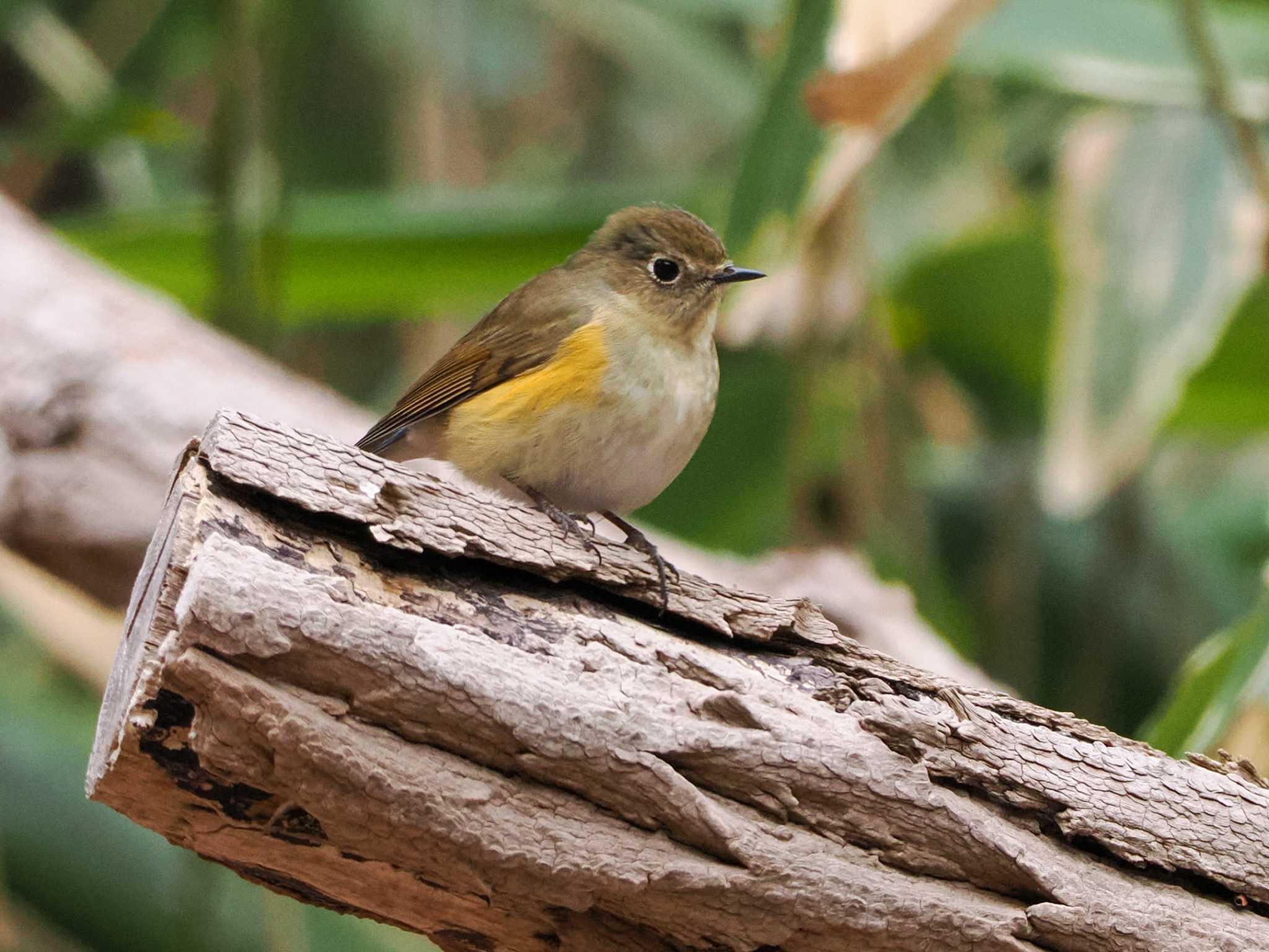 Red-flanked Bluetail