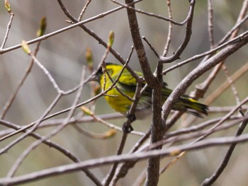 Eurasian Siskin Asahiyama Memorial Park Mon, 4/22/2024