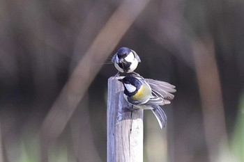 Japanese Tit 守山市 Sat, 4/20/2024