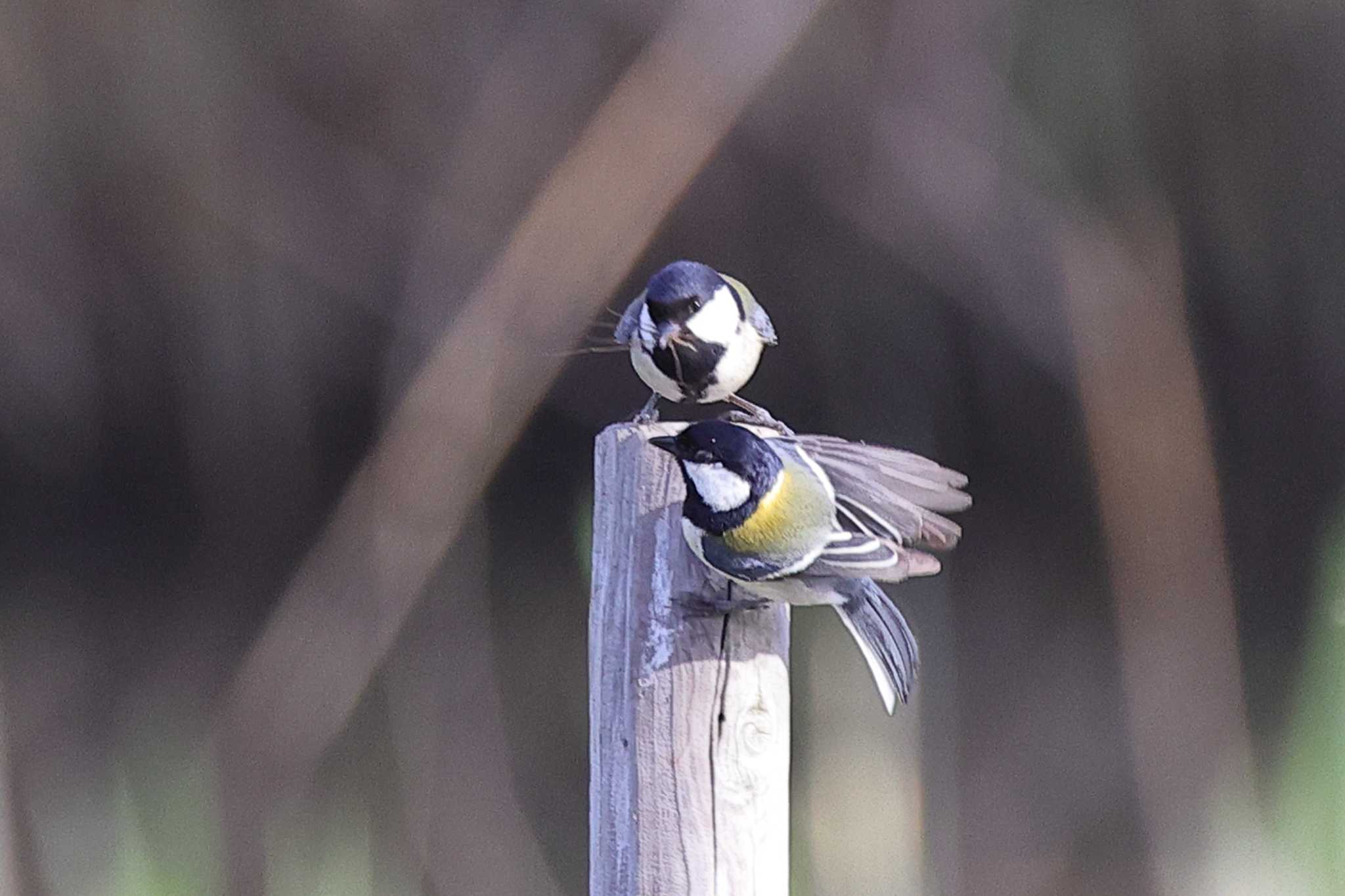 Photo of Japanese Tit at 守山市 by minonono