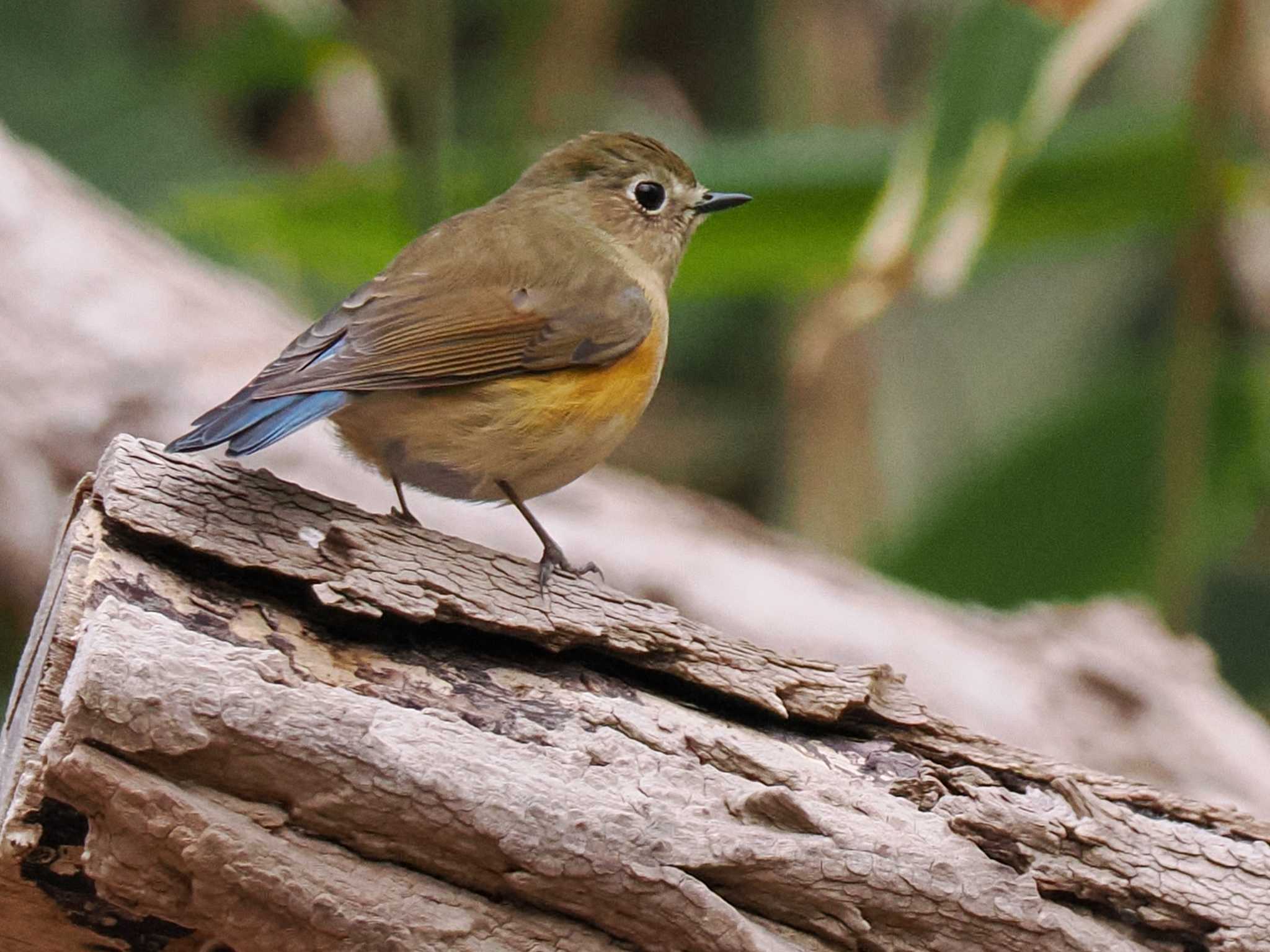 Red-flanked Bluetail