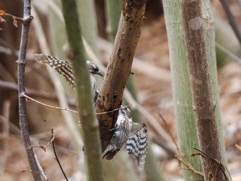 Japanese Pygmy Woodpecker(seebohmi) Asahiyama Memorial Park Mon, 4/22/2024