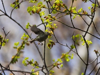 キクイタダキ 旭山記念公園 2024年4月22日(月)