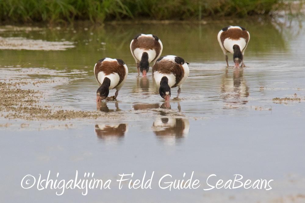 Photo of Common Shelduck at Ishigaki Island by 石垣島バードウオッチングガイドSeaBeans