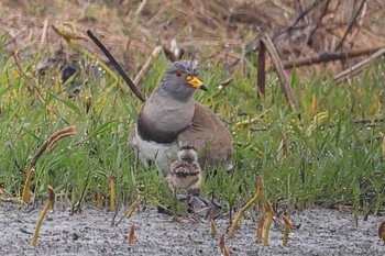 Grey-headed Lapwing 草津市 Sun, 4/21/2024