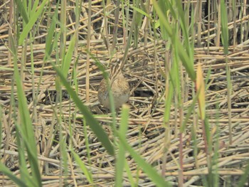 タシギ 東京港野鳥公園 2024年4月21日(日)