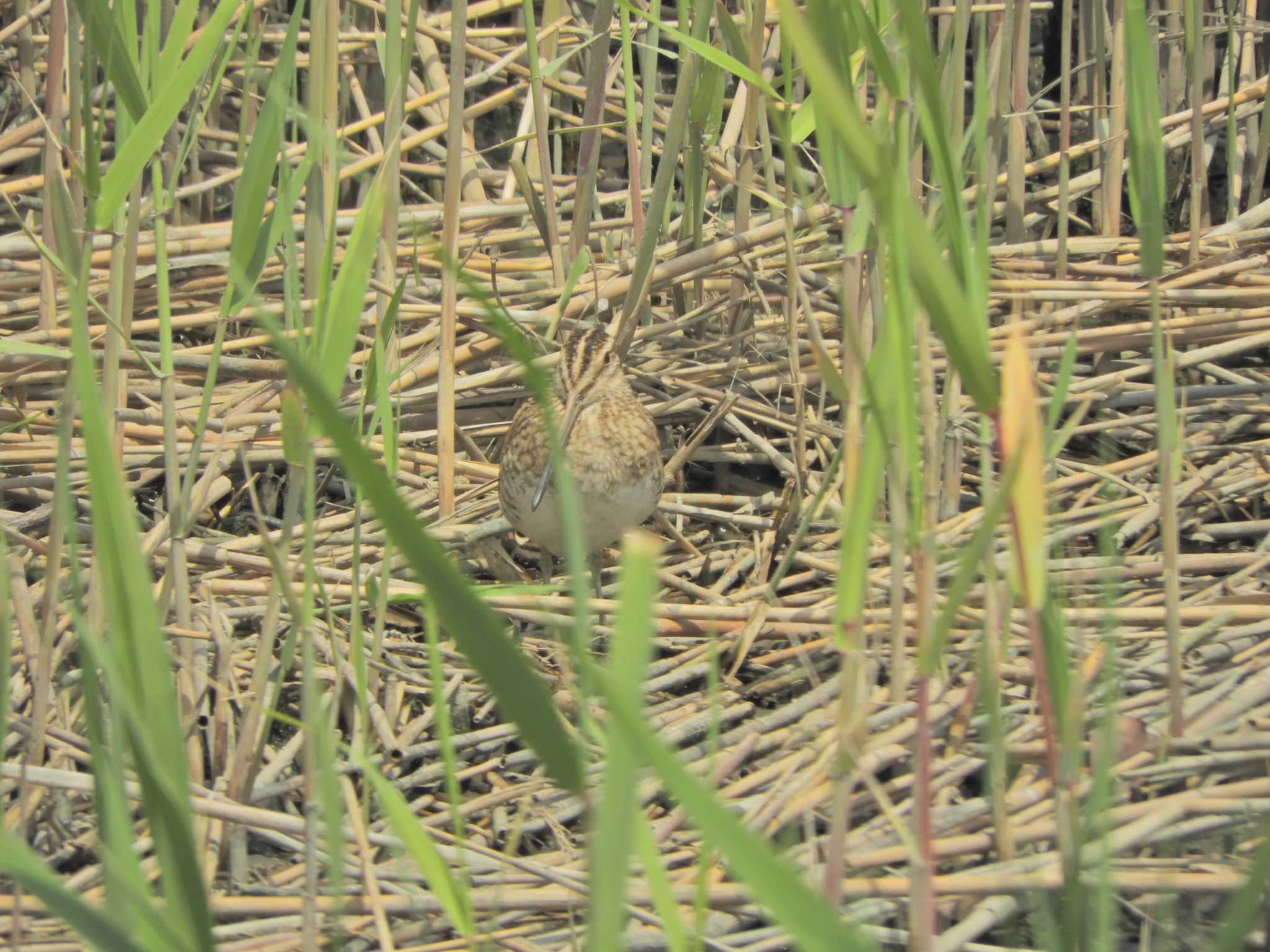 東京港野鳥公園 タシギの写真 by maru