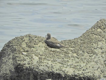 イソシギ 東京港野鳥公園 2024年4月21日(日)