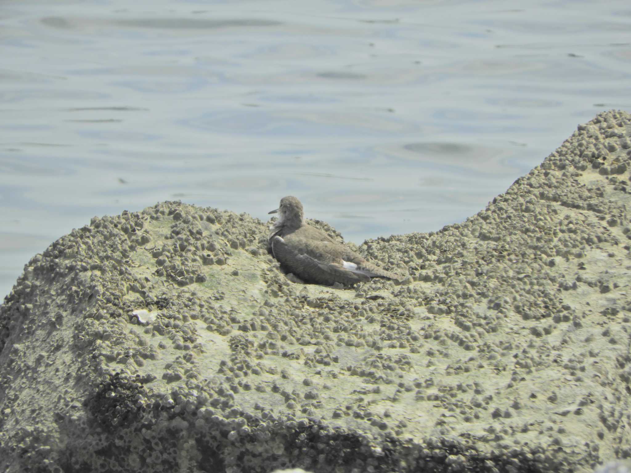 Photo of Common Sandpiper at Tokyo Port Wild Bird Park by maru