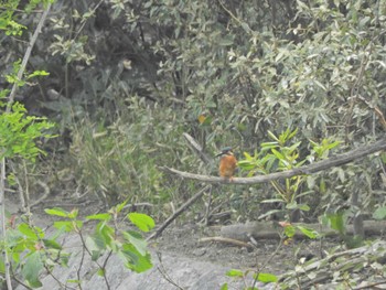 カワセミ 東京港野鳥公園 2024年4月21日(日)