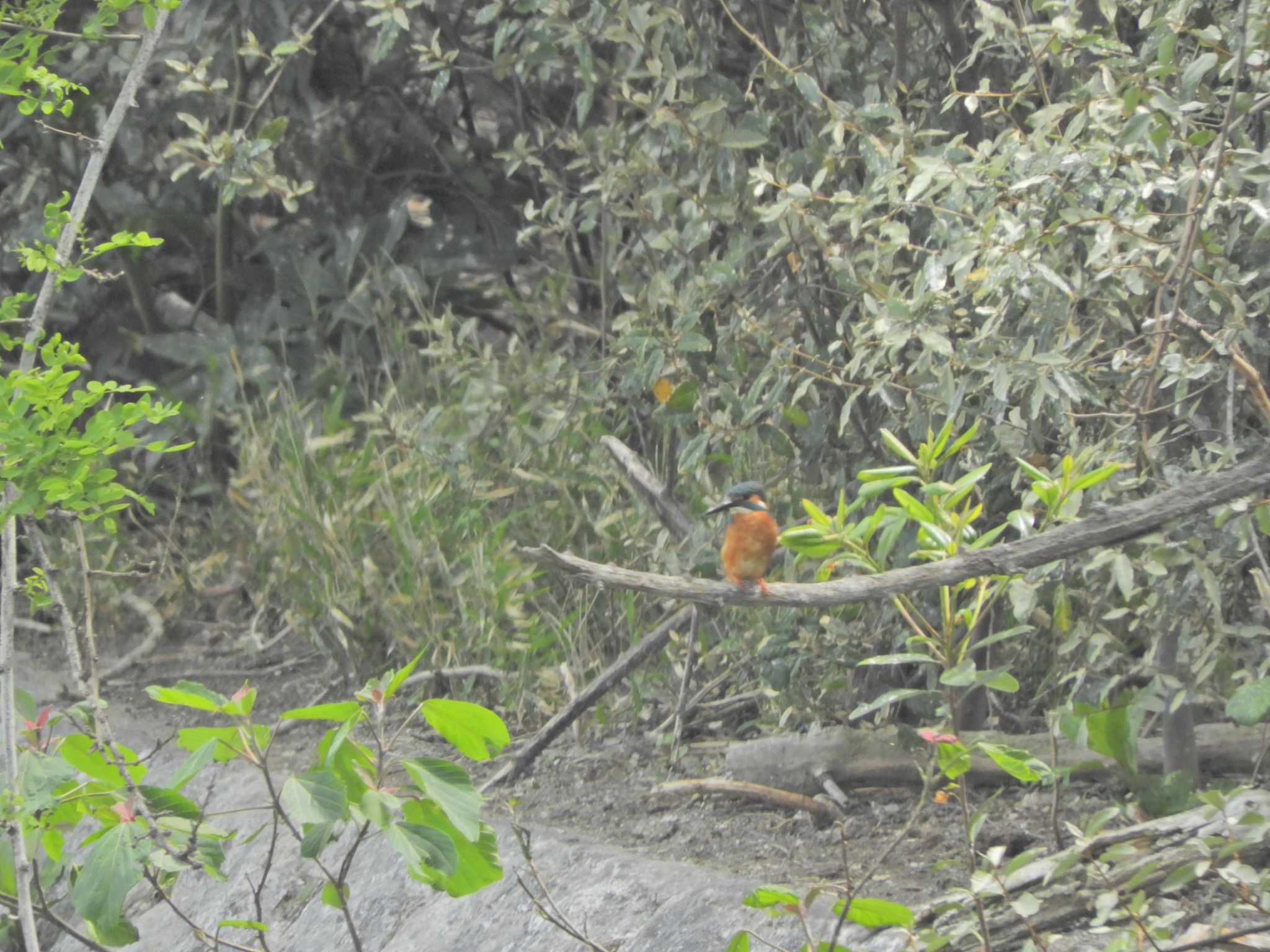 東京港野鳥公園 カワセミの写真 by maru