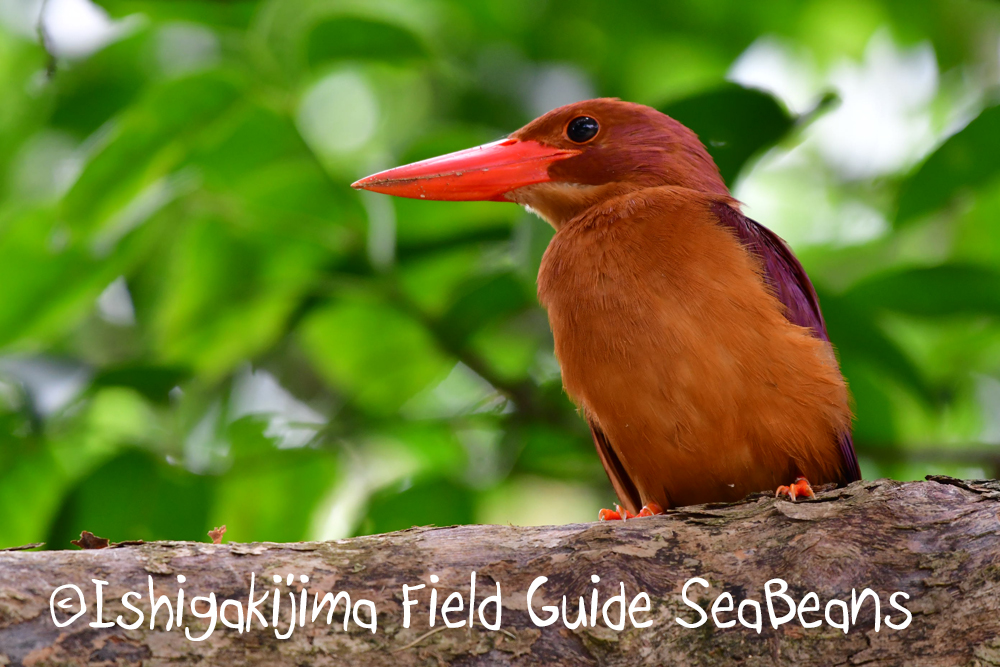 Photo of Ruddy Kingfisher(bangsi) at Ishigaki Island by 石垣島バードウオッチングガイドSeaBeans