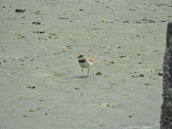 コチドリ 東京港野鳥公園 2024年4月21日(日)