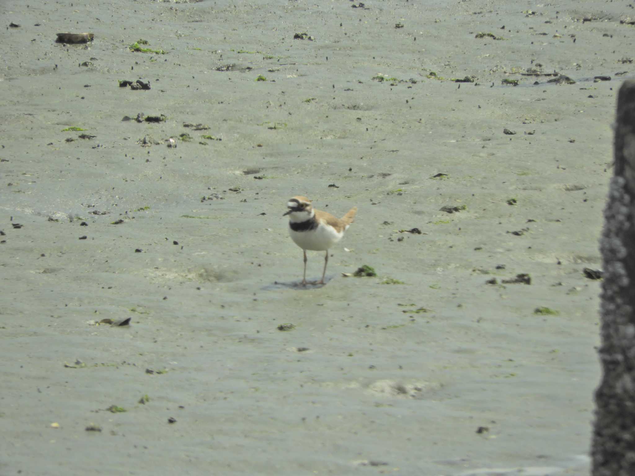 Photo of Little Ringed Plover at Tokyo Port Wild Bird Park by maru