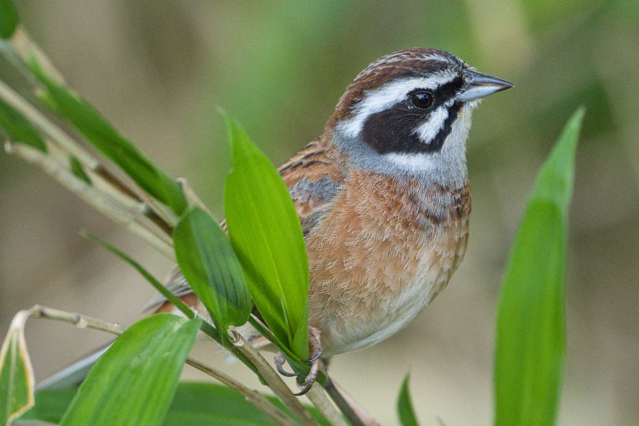 Photo of Meadow Bunting at 奈良　馬見丘陵公園 by アカウント15049