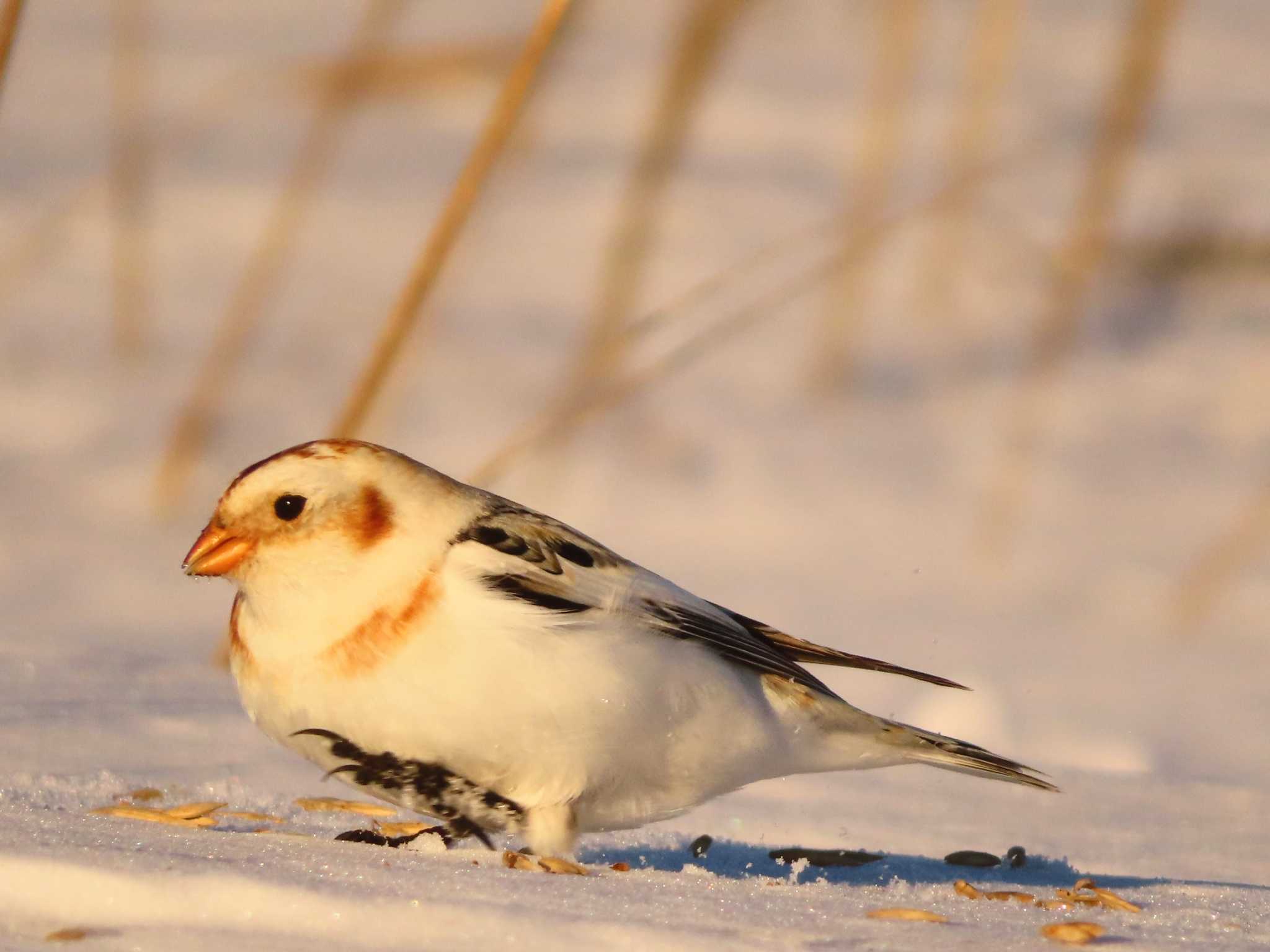 Snow Bunting