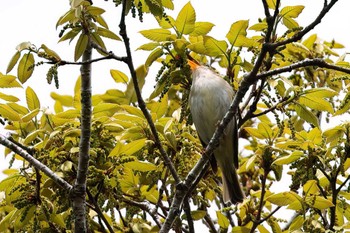 Eastern Crowned Warbler 丸火自然公園 Sun, 4/21/2024