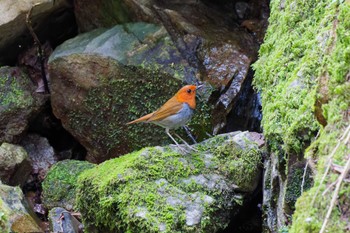 Japanese Robin Hayatogawa Forest Road Sun, 4/21/2024