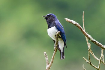 Blue-and-white Flycatcher Hayatogawa Forest Road Sun, 4/21/2024