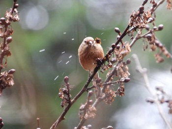 Siberian Long-tailed Rosefinch Hayatogawa Forest Road Sun, 2/18/2024