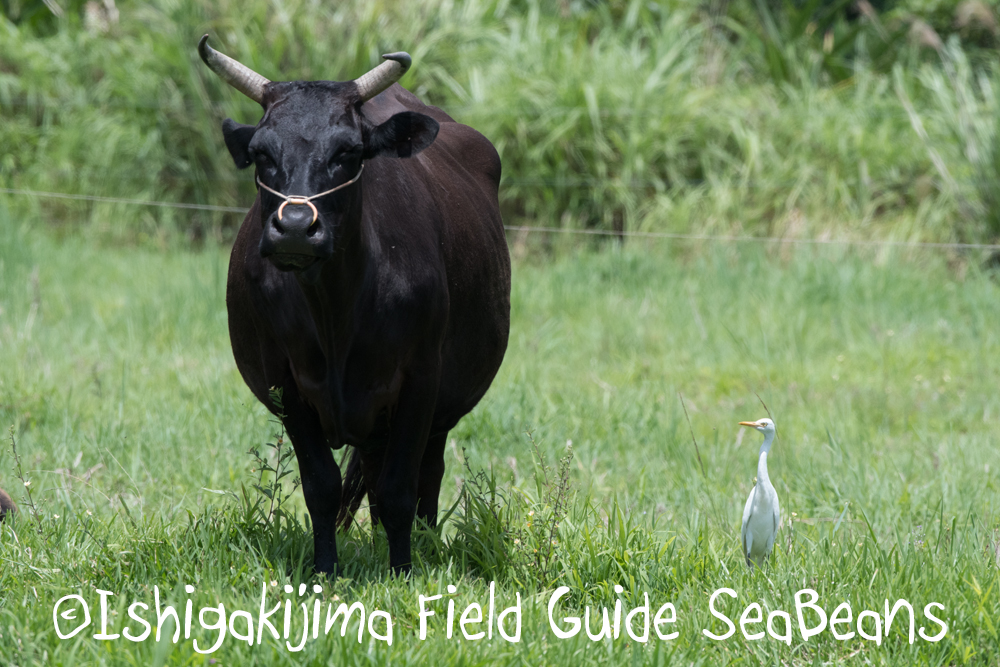 Eastern Cattle Egret