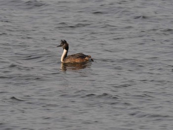 Great Crested Grebe North Inba Swamp Sat, 4/20/2024